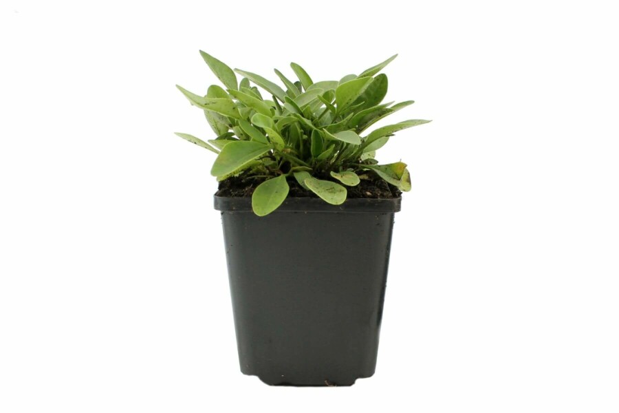 Mädchenauge Coreopsis grandiflora 'Sunray' 5-10 Topf 9x9 cm (P9) Coreopsis grandiflora 'Sunray'