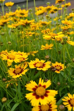 Kleines Mädchenauge Coreopsis lanceolata 'Baby Gold' 5-10 Topf 9x9 cm (P9) Coreopsis lanceolata 'Baby Gold'