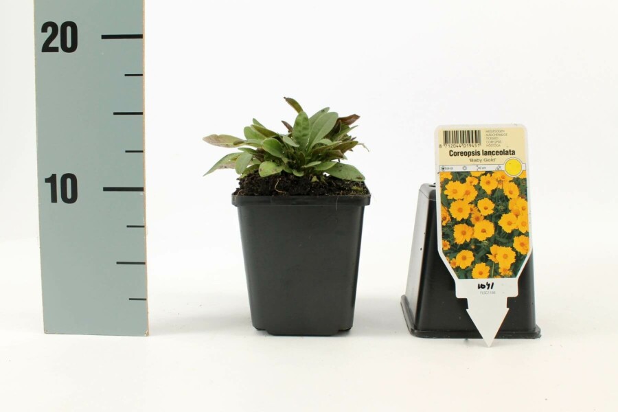 Kleines Mädchenauge Coreopsis lanceolata 'Baby Gold' 5-10 Topf 9x9 cm (P9) Coreopsis lanceolata 'Baby Gold'