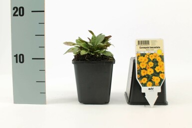 Kleines Mädchenauge Coreopsis lanceolata 'Baby Gold' 5-10 Topf 9x9 cm (P9) Coreopsis lanceolata 'Baby Gold'