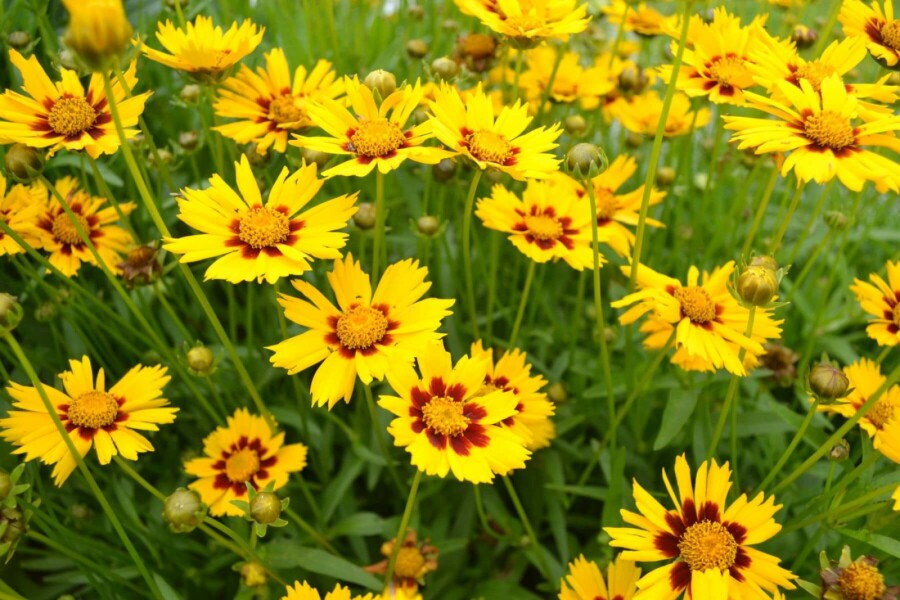 Kleines Mädchenauge Coreopsis lanceolata 'Baby Gold' 5-10 Topf 9x9 cm (P9) Coreopsis lanceolata 'Baby Gold'