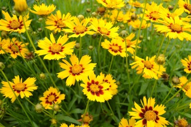 Kleines Mädchenauge Coreopsis lanceolata 'Baby Gold' 5-10 Topf 9x9 cm (P9)