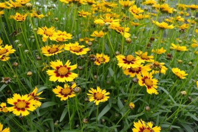 Kleines Mädchenauge Coreopsis lanceolata 'Baby Gold' 5-10 Topf 9x9 cm (P9)