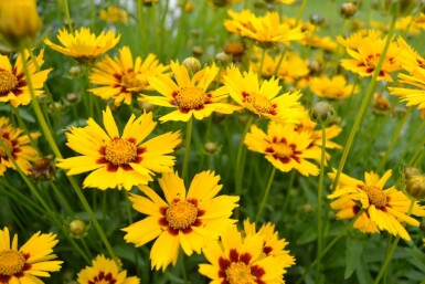 Kleines Mädchenauge Coreopsis lanceolata 'Baby Gold' 5-10 Topf 9x9 cm (P9) Coreopsis lanceolata 'Baby Gold'
