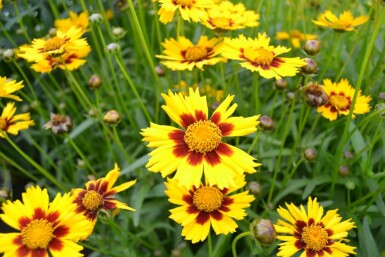 Kleines Mädchenauge Coreopsis lanceolata 'Baby Gold' 5-10 Topf 9x9 cm (P9) Coreopsis lanceolata 'Baby Gold'