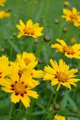 Zwergiges Garten-Mädchenauge Coreopsis lanceolata 'Sterntaler' 5-10 Topf 9x9 cm (P9)