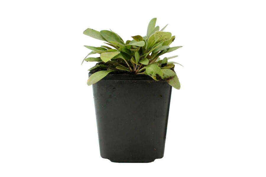 Zwergiges Garten-Mädchenauge Coreopsis lanceolata 'Sterntaler' 5-10 Topf 9x9 cm (P9) Coreopsis lanceolata 'Sterntaler'