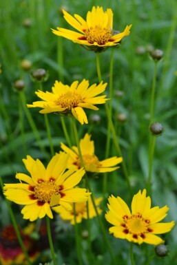 Zwergiges Garten-Mädchenauge Coreopsis lanceolata 'Sterntaler' 5-10 Topf 9x9 cm (P9) Coreopsis lanceolata 'Sterntaler'