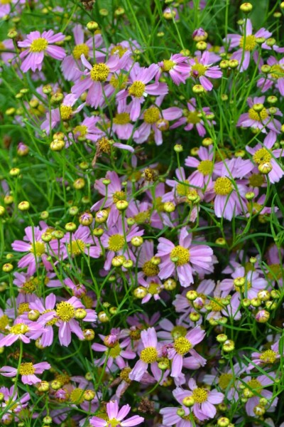 Coreopsis rosea 'American Dream'