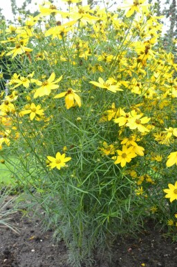 Mädchenauge Coreopsis verticillata 5-10 Topf 9x9 cm (P9)