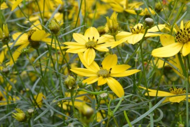 Mädchenauge Coreopsis verticillata 5-10 Topf 9x9 cm (P9) Coreopsis verticillata
