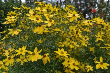 Mädchenauge Coreopsis verticillata 5-10 Topf 9x9 cm (P9) Coreopsis verticillata