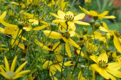 Mädchenauge Coreopsis verticillata 5-10 Topf 9x9 cm (P9) Coreopsis verticillata