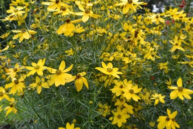 Mädchenauge Coreopsis verticillata 5-10 Topf 9x9 cm (P9) Coreopsis verticillata
