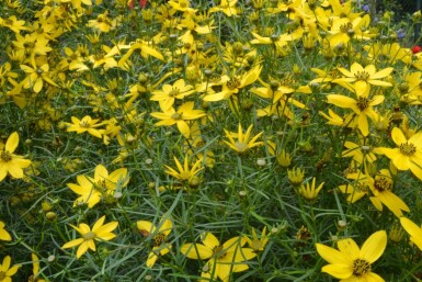 Mädchenauge Coreopsis verticillata 5-10 Topf 9x9 cm (P9) Coreopsis verticillata