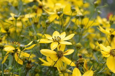 Mädchenauge Coreopsis verticillata 5-10 Topf 9x9 cm (P9) Coreopsis verticillata