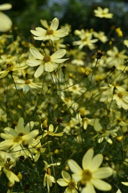 Quirlblättriges Garten-Schönauge Coreopsis verticillata 'Moonbeam' 5-10 Topf 9x9 cm (P9)