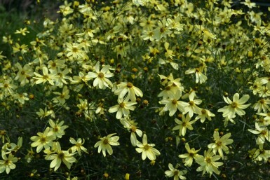 Quirlblättriges Garten-Schönauge Coreopsis verticillata 'Moonbeam' 5-10 Topf 9x9 cm (P9)