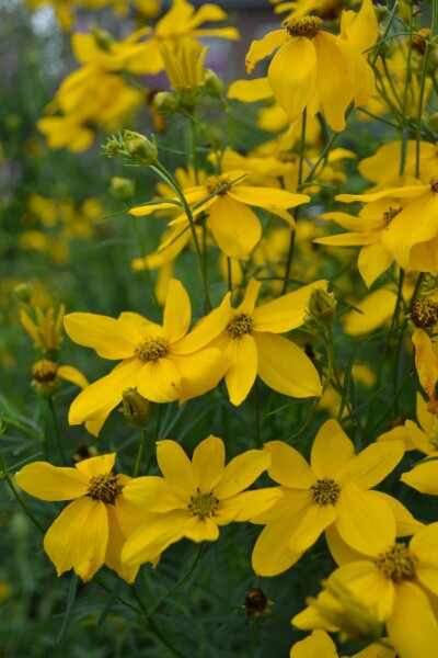 Quirlblättriges Garten-Schönauge Coreopsis verticillata 'Zagreb' 5-10 Topf 9x9 cm (P9) Coreopsis verticillata 'Zagreb'
