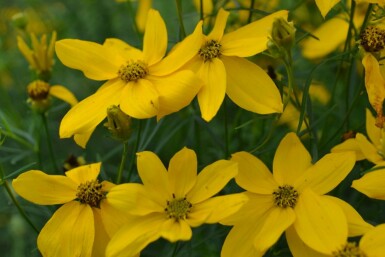 Quirlblättriges Garten-Schönauge Coreopsis verticillata 'Zagreb' 5-10 Topf 9x9 cm (P9) Coreopsis verticillata 'Zagreb'