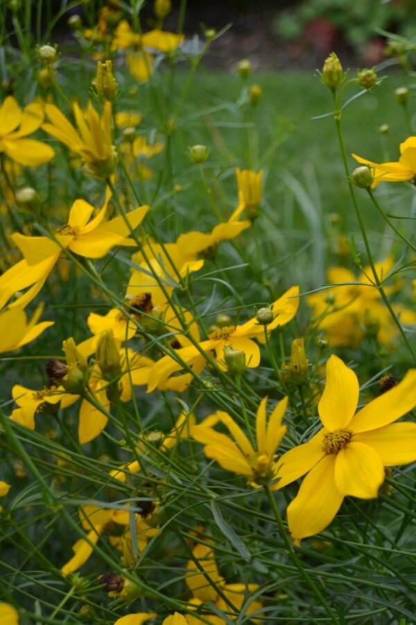 Quirlblättriges Garten-Schönauge Coreopsis verticillata 'Zagreb' 5-10 Topf 9x9 cm (P9) Coreopsis verticillata 'Zagreb'