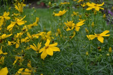 Quirlblättriges Garten-Schönauge Coreopsis verticillata 'Zagreb' 5-10 Topf 9x9 cm (P9) Coreopsis verticillata 'Zagreb'