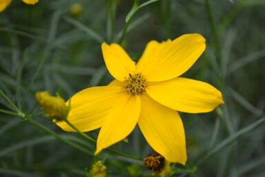 Quirlblättriges Garten-Schönauge Coreopsis verticillata 'Zagreb' 5-10 Topf 9x9 cm (P9)