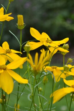 Quirlblättriges Garten-Schönauge Coreopsis verticillata 'Zagreb' 5-10 Topf 9x9 cm (P9) Coreopsis verticillata 'Zagreb'