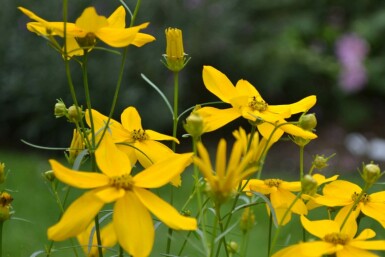 Quirlblättriges Garten-Schönauge Coreopsis verticillata 'Zagreb' 5-10 Topf 9x9 cm (P9) Coreopsis verticillata 'Zagreb'