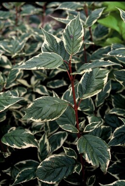 Weißbunter Purpur-Hartriegel Cornus alba 'Sibirica Variegata' Strauch 30-40 Topf 3 ltr. (C3)