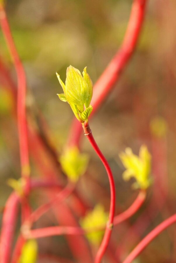 Purpur-Hartriegel Cornus alba 'Sibirica' Strauch 40-50 Topf 3 ltr. (C3) Cornus alba 'Sibirica' Strauch 40-50 cm