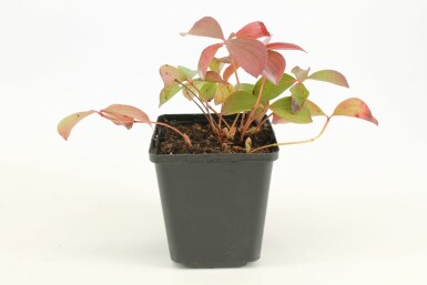 Kanadischer Hartriegel Cornus canadensis 5-10 Topf 9x9 (P9) Cornus canadensis 5-10 cm