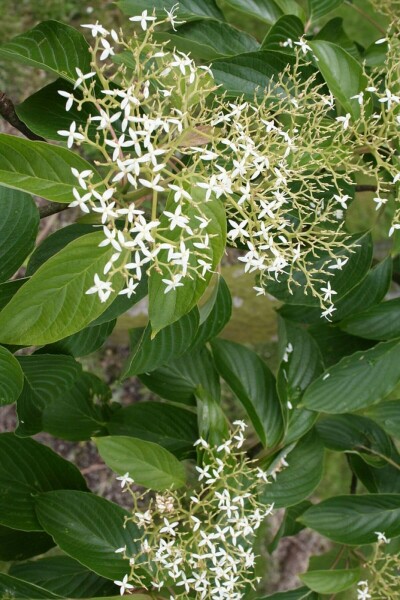 Cornus controversa C3 40-60