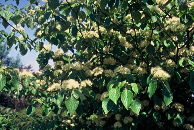 Cornus controversa C3 40-60