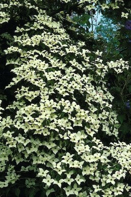 Japanischer Blumen-Hartriegel Cornus kousa Strauch 60-80 Topf 12 ltr. (C12) Cornus kousa Strauch 60-80 cm