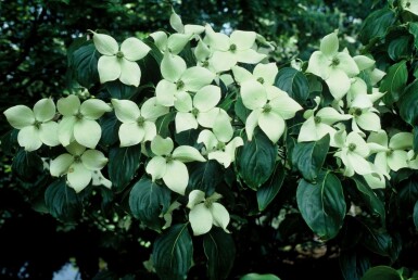 Chinesischer Blumen-Hartriegel Cornus kousa 'China Girl' Strauch 100-125 Topf 12 ltr. (C12) Cornus kousa 'China Girl' Strauch 100-125 cm