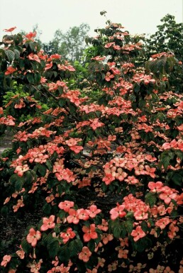 Japanischer Blumen-Hartriegel Cornus kousa 'Satomi' Strauch 30-40 Topf 2 ltr. (C2)