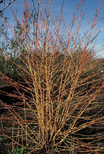 Roter Hartriegel Cornus sanguinea 'Midwinter Fire' Strauch 100-125 Topf 12 ltr. (C12) Cornus sanguinea 'Midwinter Fire' Strauch 100-125 cm
