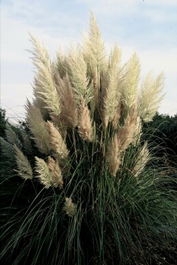 Kleines Garten-Pampasgras Cortaderia selloana 'Pumila' 5-10 Topf 9x9 cm (P9)