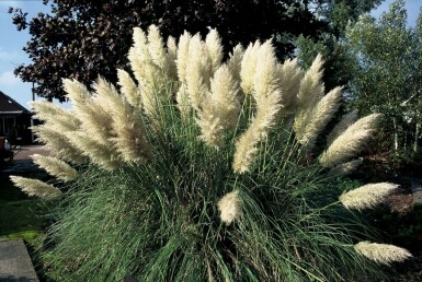 Kleines Garten-Pampasgras Cortaderia selloana 'Pumila' 5-10 Topf 9x9 cm (P9)