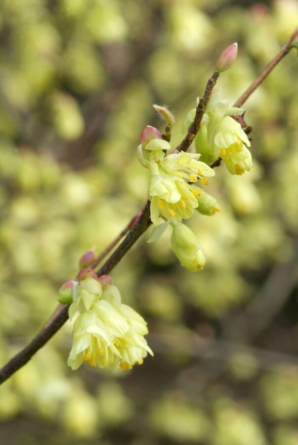 Glockenhasel Corylopsis pauciflora Strauch 40-60 Topf 12 ltr. (C12) Corylopsis pauciflora Strauch 40-60 cm