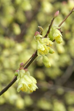 Glockenhasel Corylopsis pauciflora Strauch 60-80 Topf 12 ltr. (C12) Corylopsis pauciflora Strauch 60-80 cm