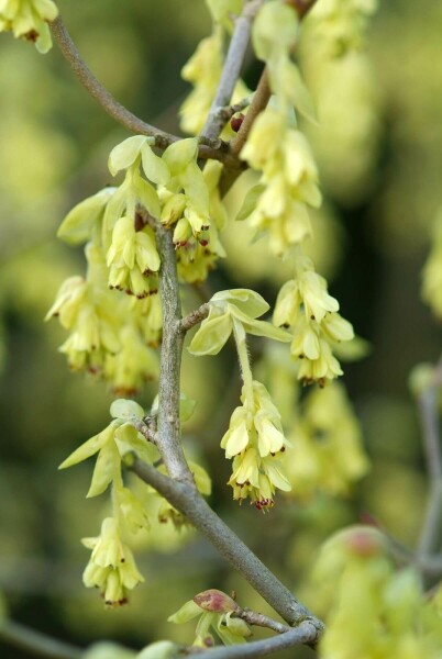 Ährige Scheinhasel Corylopsis spicata Strauch 100-120 Topf 12 ltr. (C12) Corylopsis spicata Strauch 100-120 cm