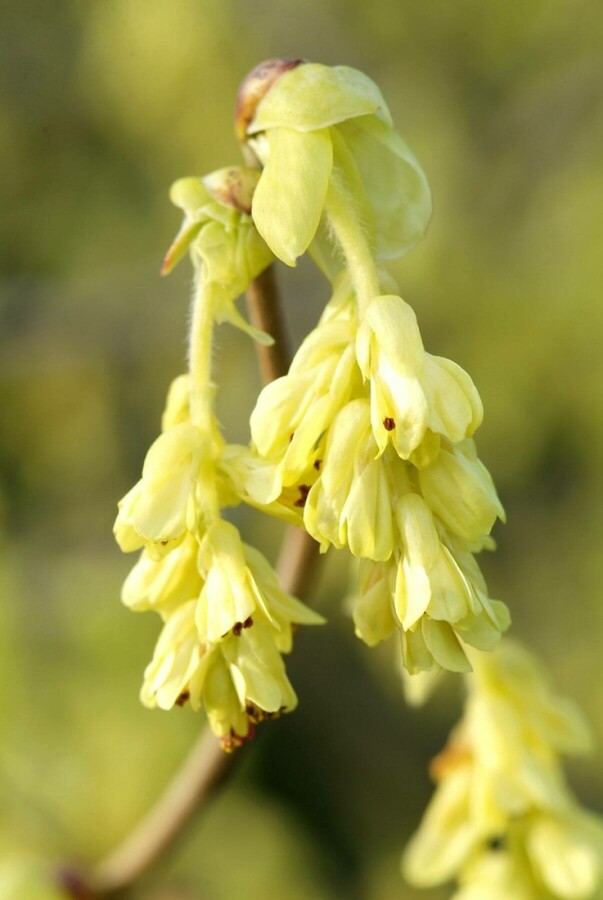 Ährige Scheinhasel Corylopsis spicata Strauch 100-120 Topf 12 ltr. (C12) Corylopsis spicata Strauch 100-120 cm
