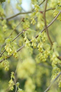 Corylopsis spicata C2 20-30