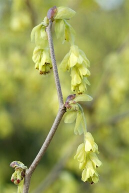 Ährige Scheinhasel Corylopsis spicata Strauch 20-30 Topf 2 ltr. (C2) Corylopsis spicata Strauch 20-30 cm