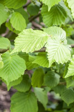 Corylus avellana