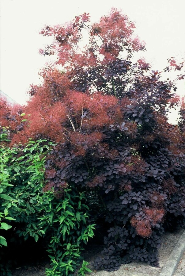 Roter Perückenstrauch Cotinus coggygria 'Royal Purple' Strauch 40-60 Topf 10 ltr. (C10) Cotinus coggygria 'Royal Purple' Strauch 40-60 cm