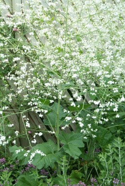 Riesen-Schleierkraut Crambe cordifolia 5-10 Topf 9x9 cm (P9) Crambe cordifolia