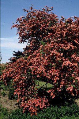 Crataegus laevigata 'Paul's Scarlet'